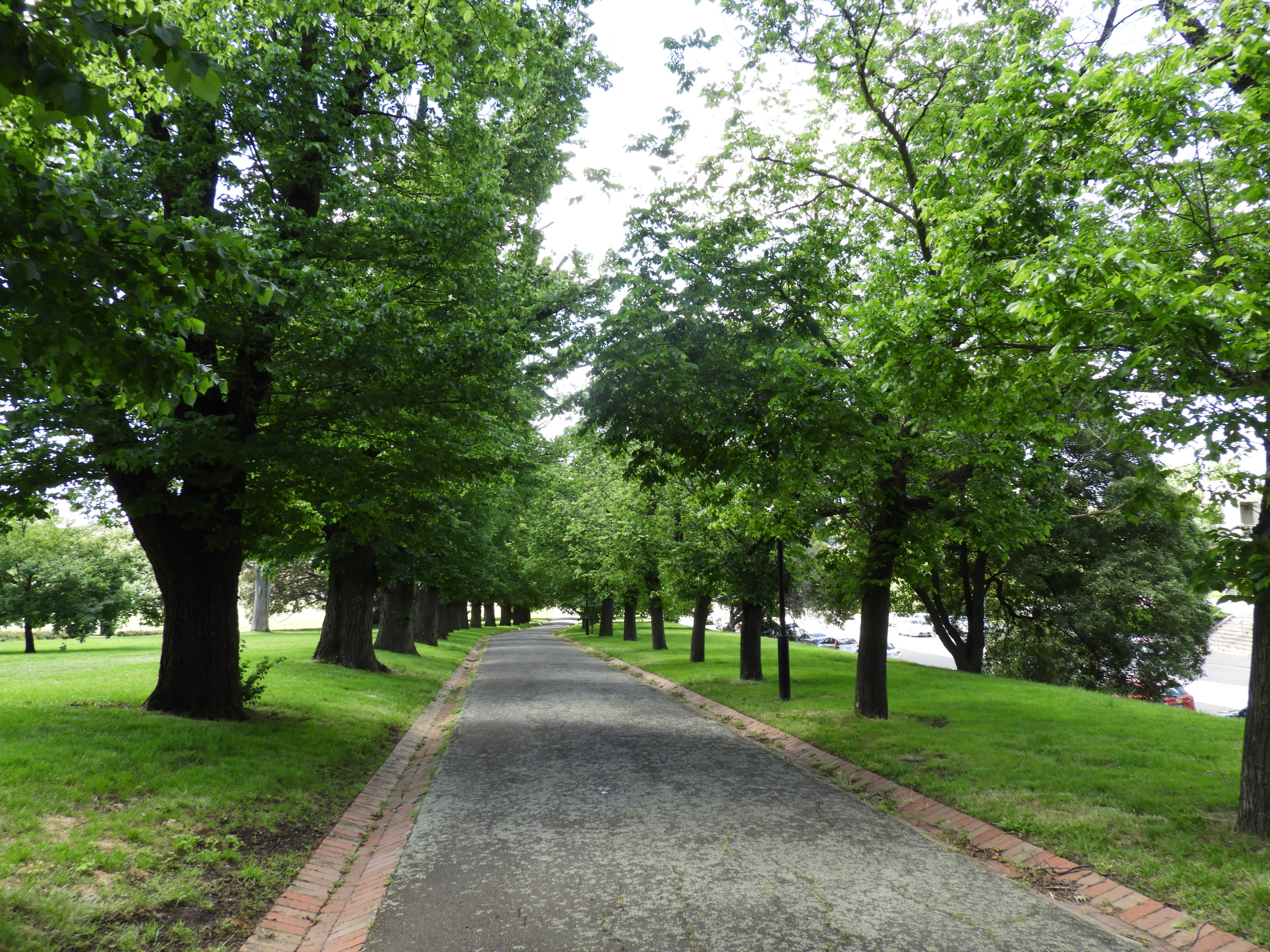 avenue of elms at St James Park